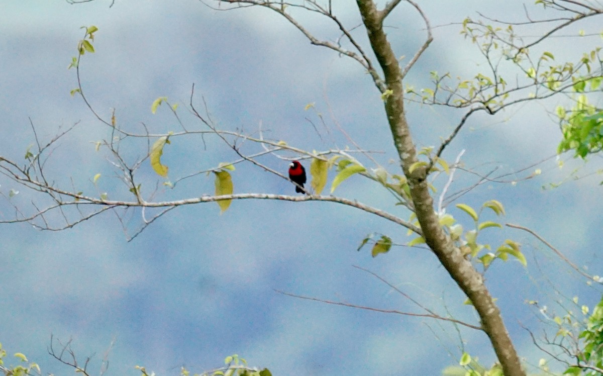 Crimson-collared Tanager - Mike Hearell