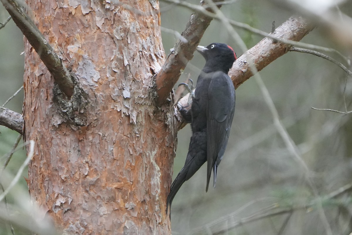 Black Woodpecker - ML618093520