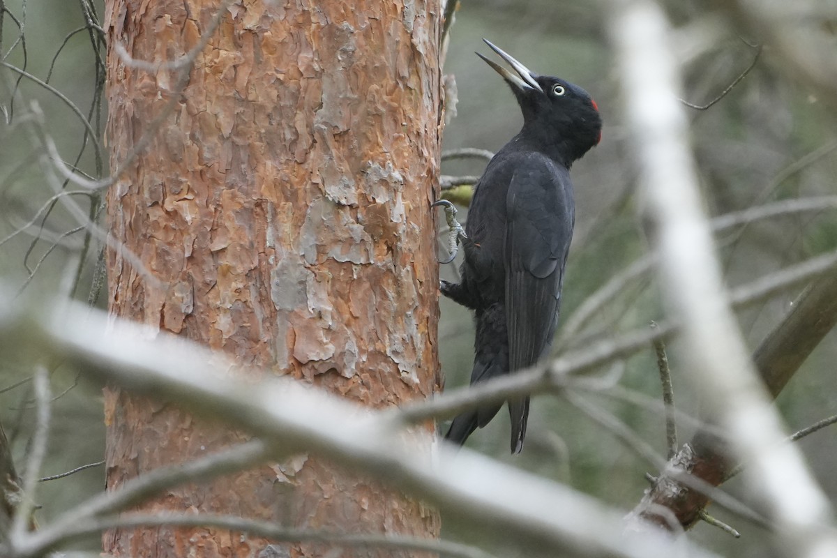 Black Woodpecker - ML618093528