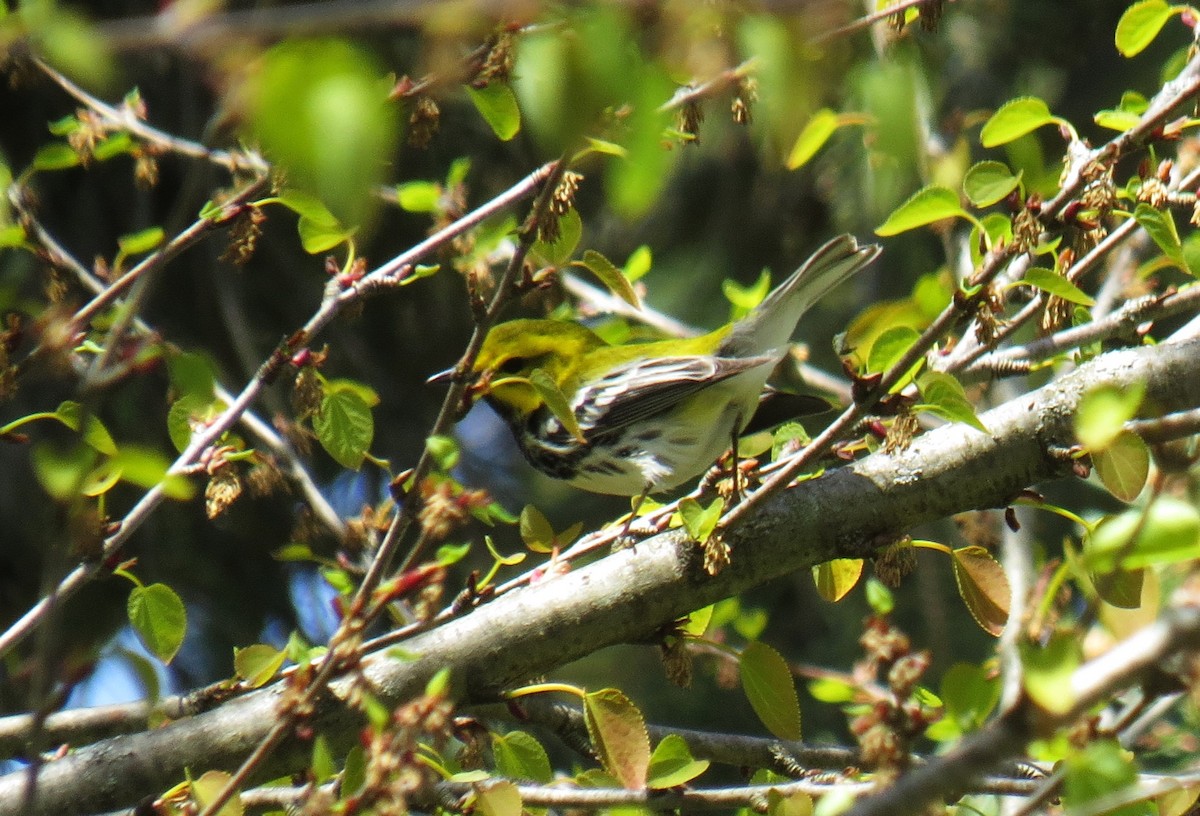 Black-throated Green Warbler - ML618093530