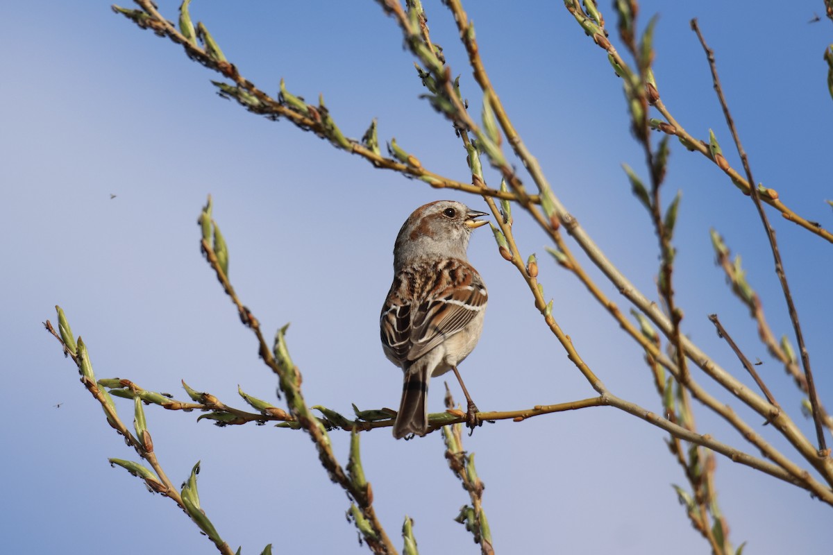 American Tree Sparrow - ML618093533
