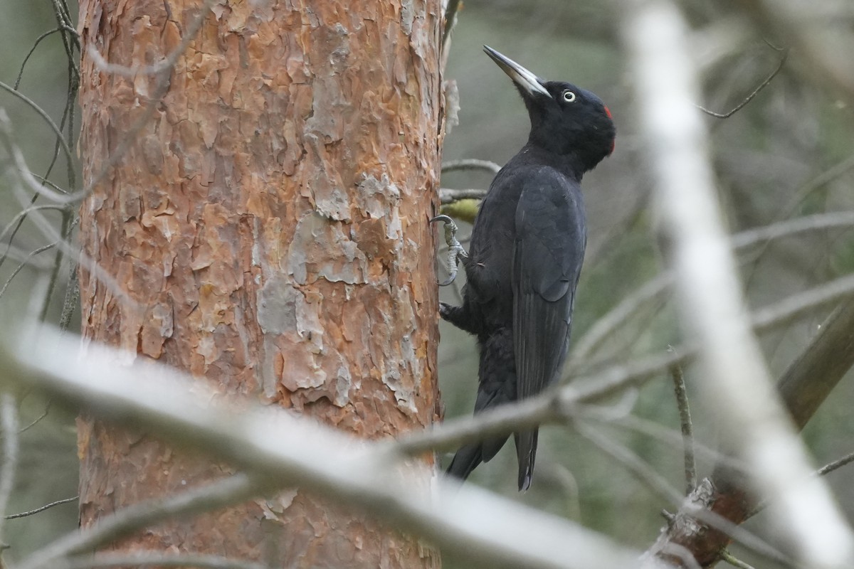 Black Woodpecker - ML618093534