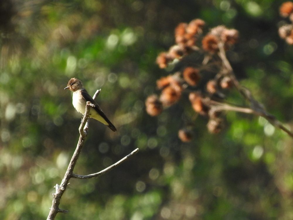 Southern Rough-winged Swallow - Fernando Nunes
