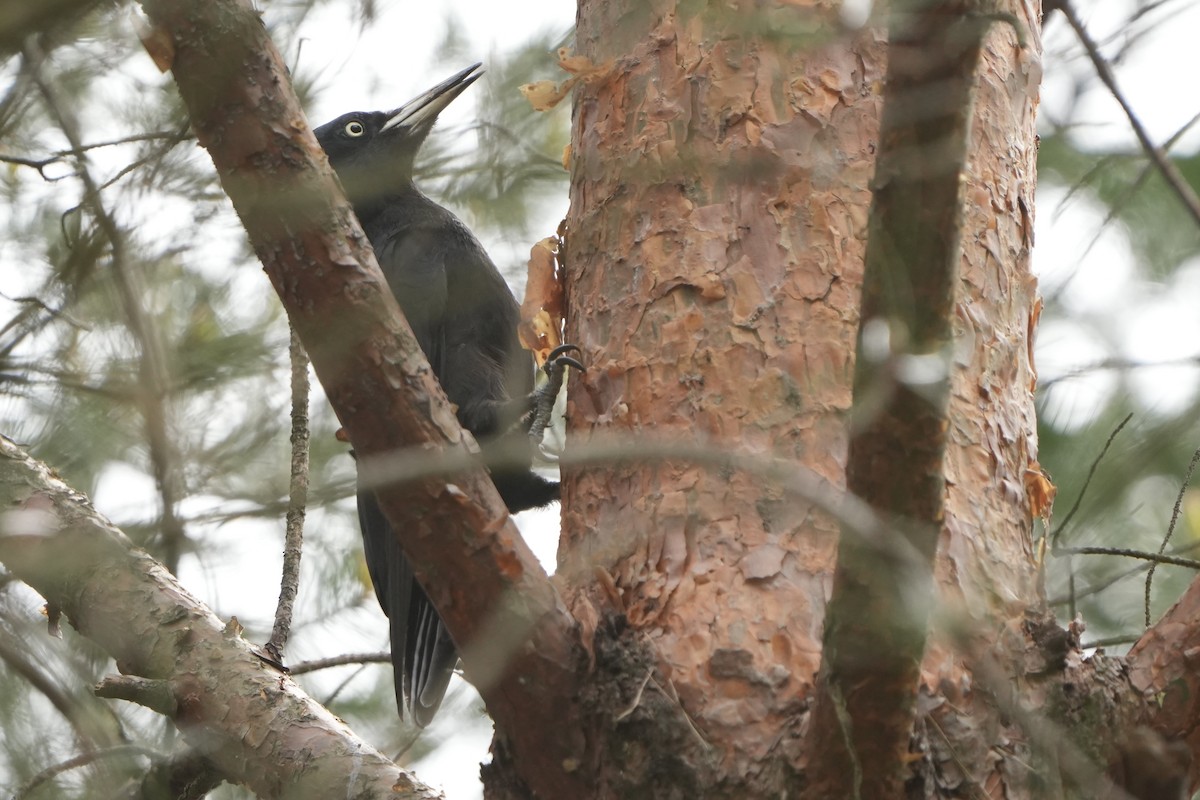 Black Woodpecker - ML618093558