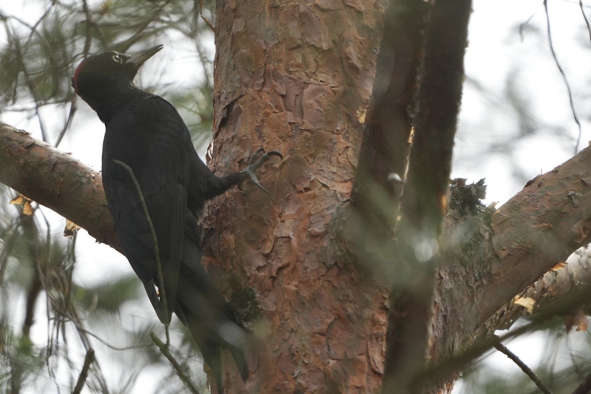 Black Woodpecker - ML618093567