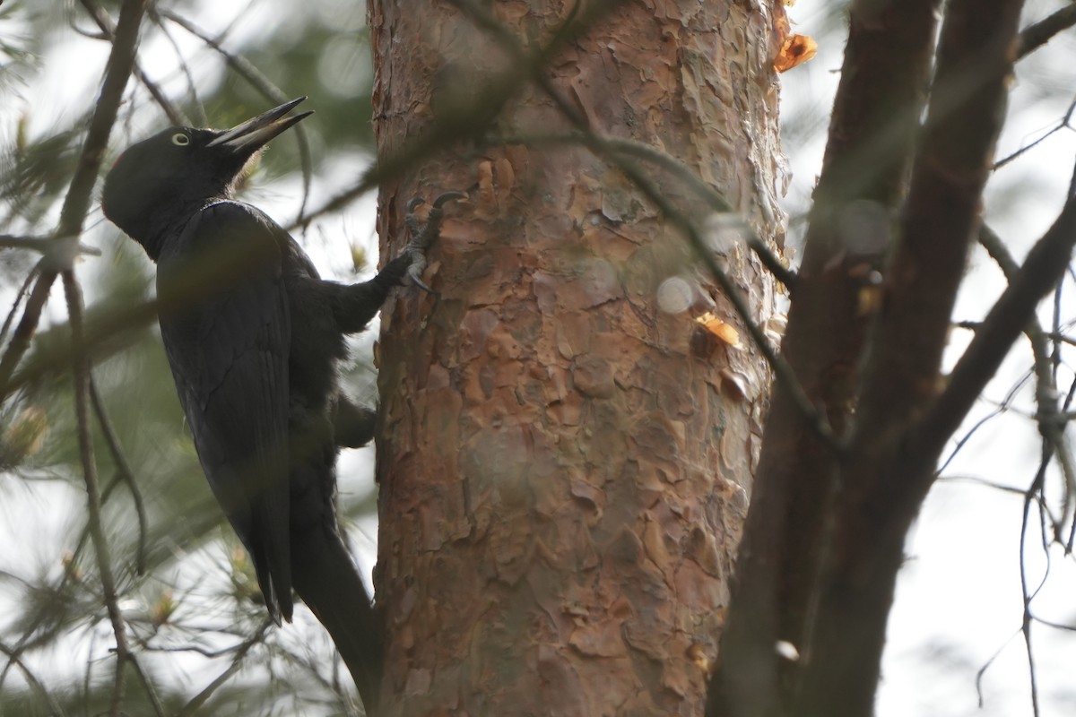 Black Woodpecker - ML618093571