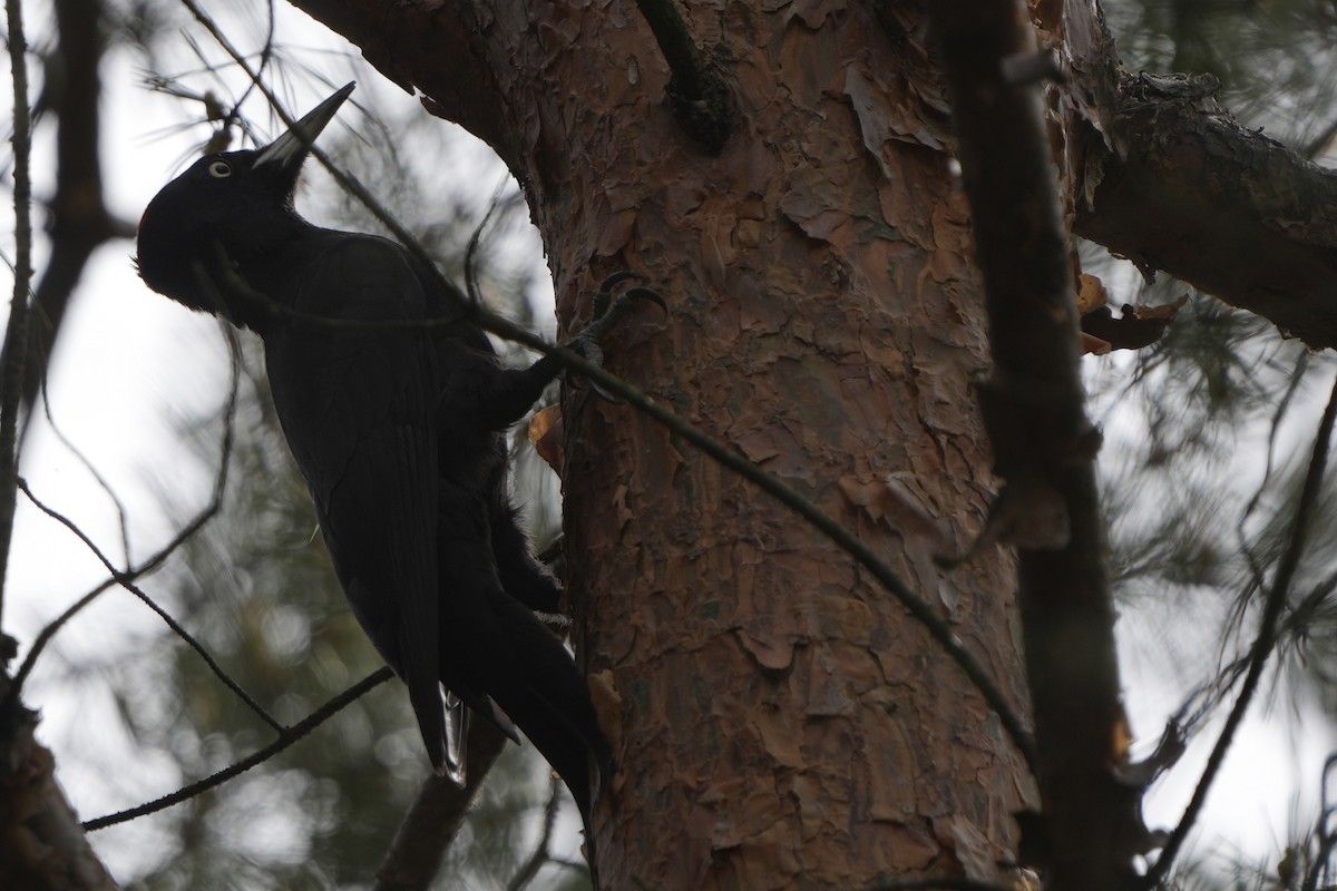 Black Woodpecker - ML618093579