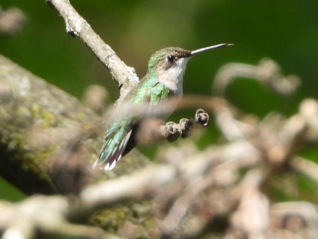 Ruby-throated Hummingbird - Michael Kerwin