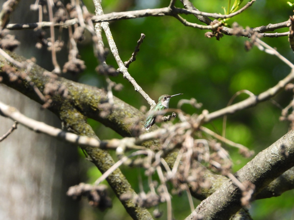 Ruby-throated Hummingbird - ML618093593