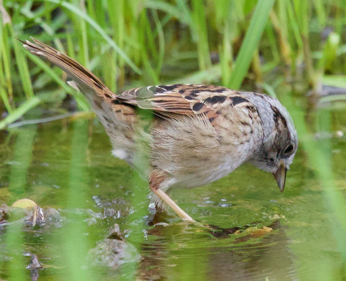Swamp Sparrow - Michael Yellin