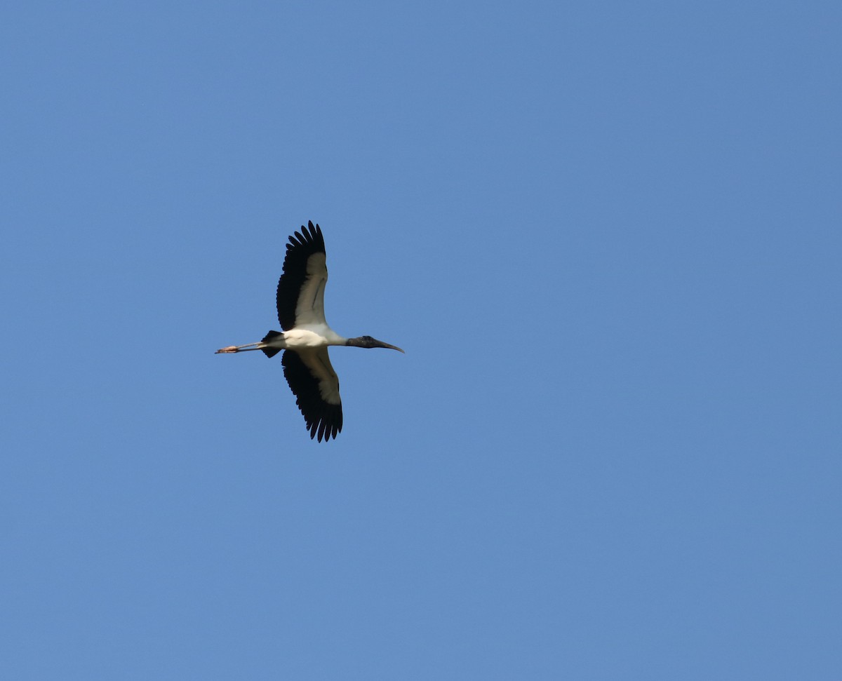 Wood Stork - Braden Collard