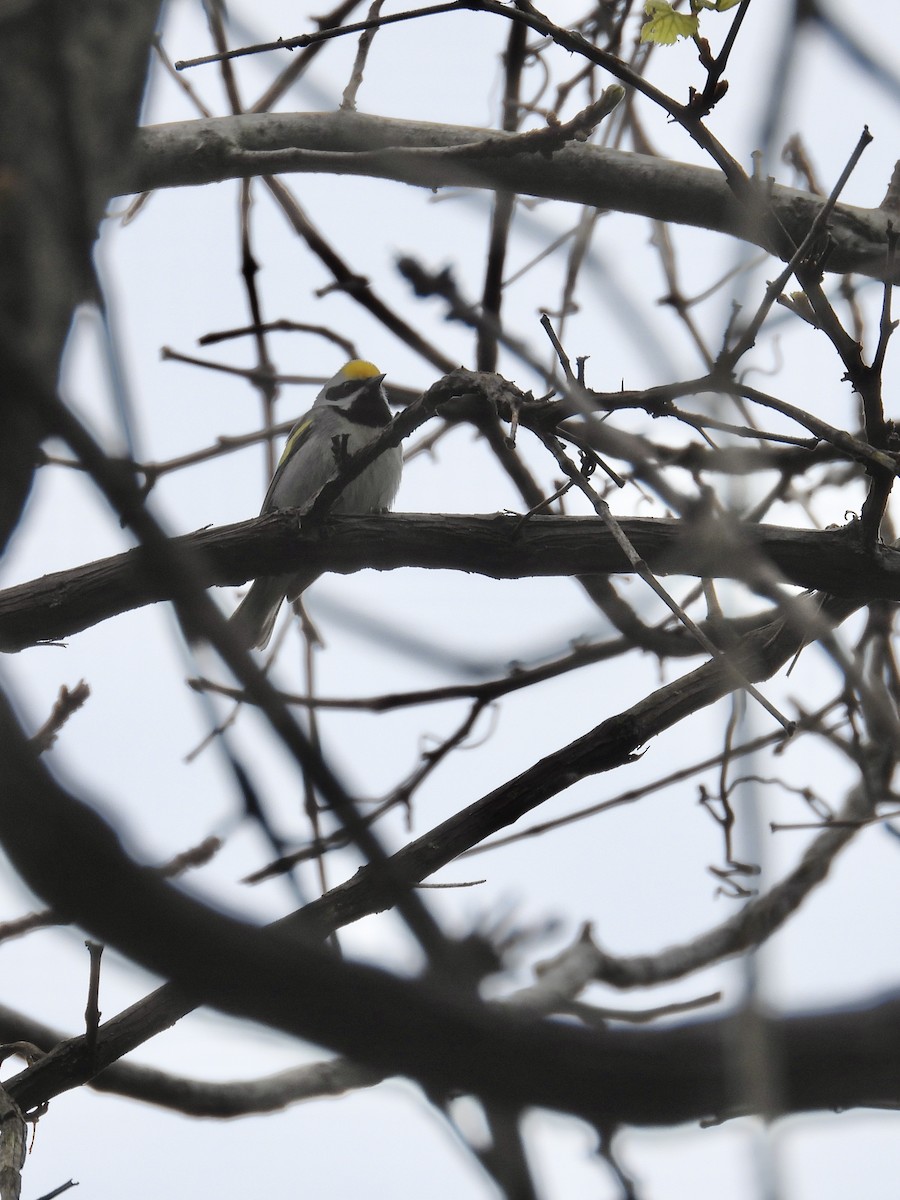 Golden-winged Warbler - Tracy Mosebey