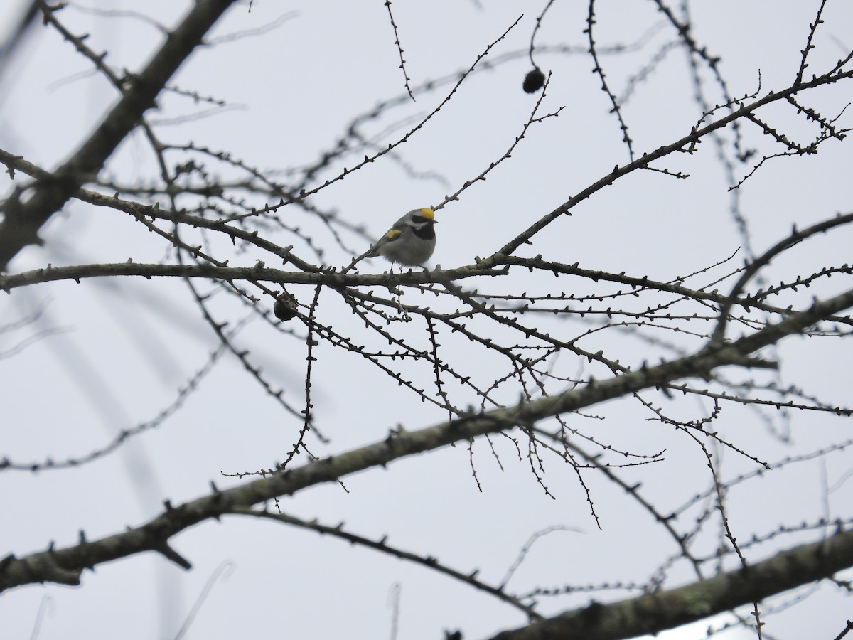 Golden-winged Warbler - Tracy Mosebey
