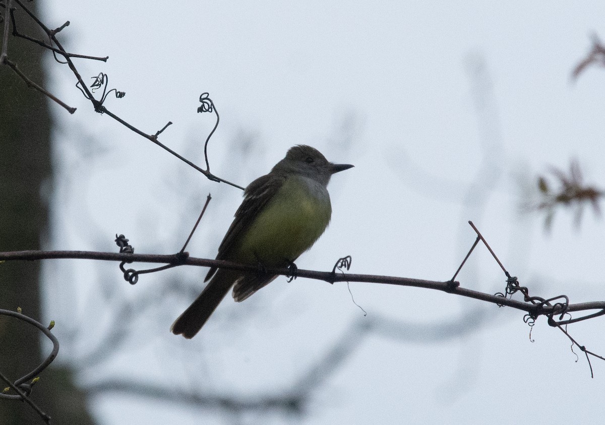 Great Crested Flycatcher - ML618093605
