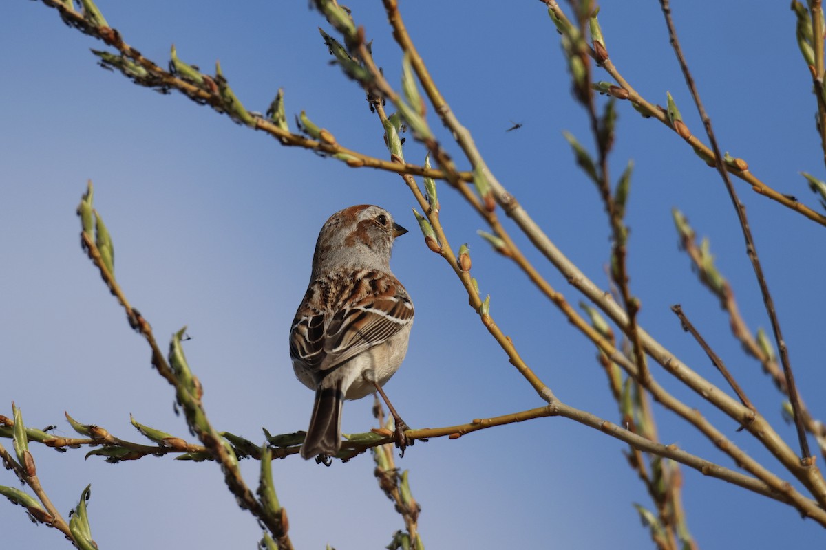 American Tree Sparrow - ML618093606