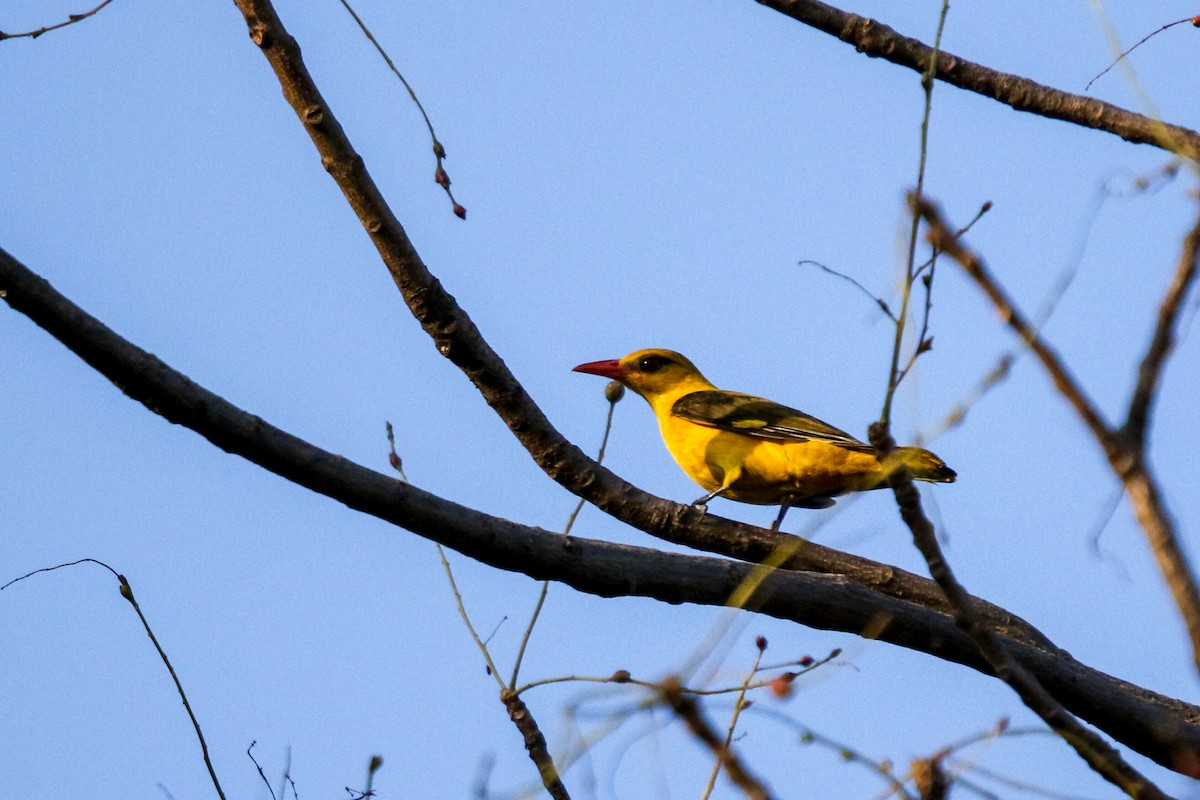 Indian Golden Oriole - ML618093612