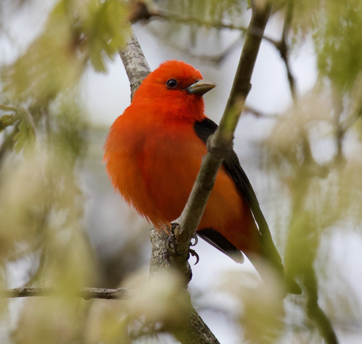 Scarlet Tanager - Michael Yellin