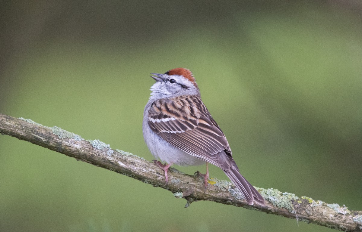 Chipping Sparrow - ML618093622
