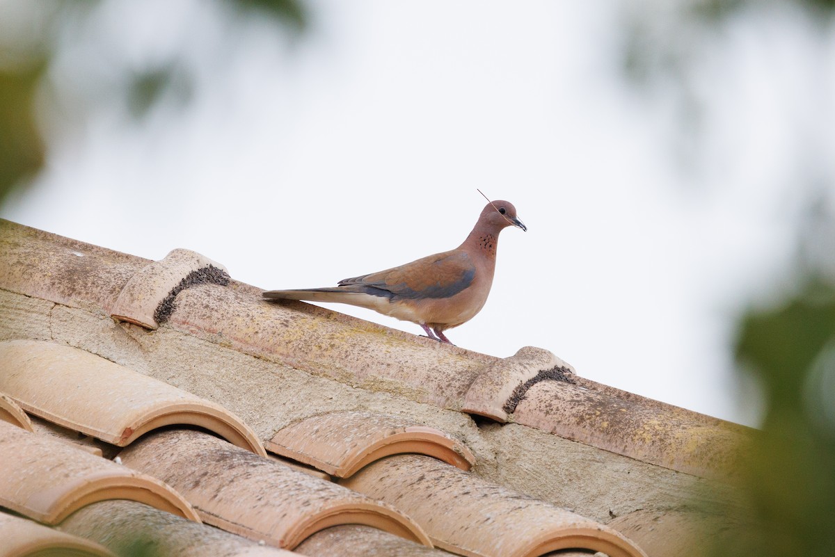 Laughing Dove - ML618093623