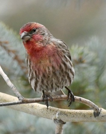 House Finch - Becky Rooney