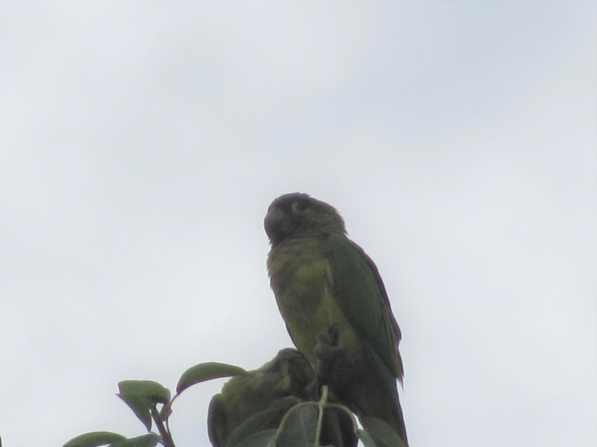 Brown-throated Parakeet - ML618093693