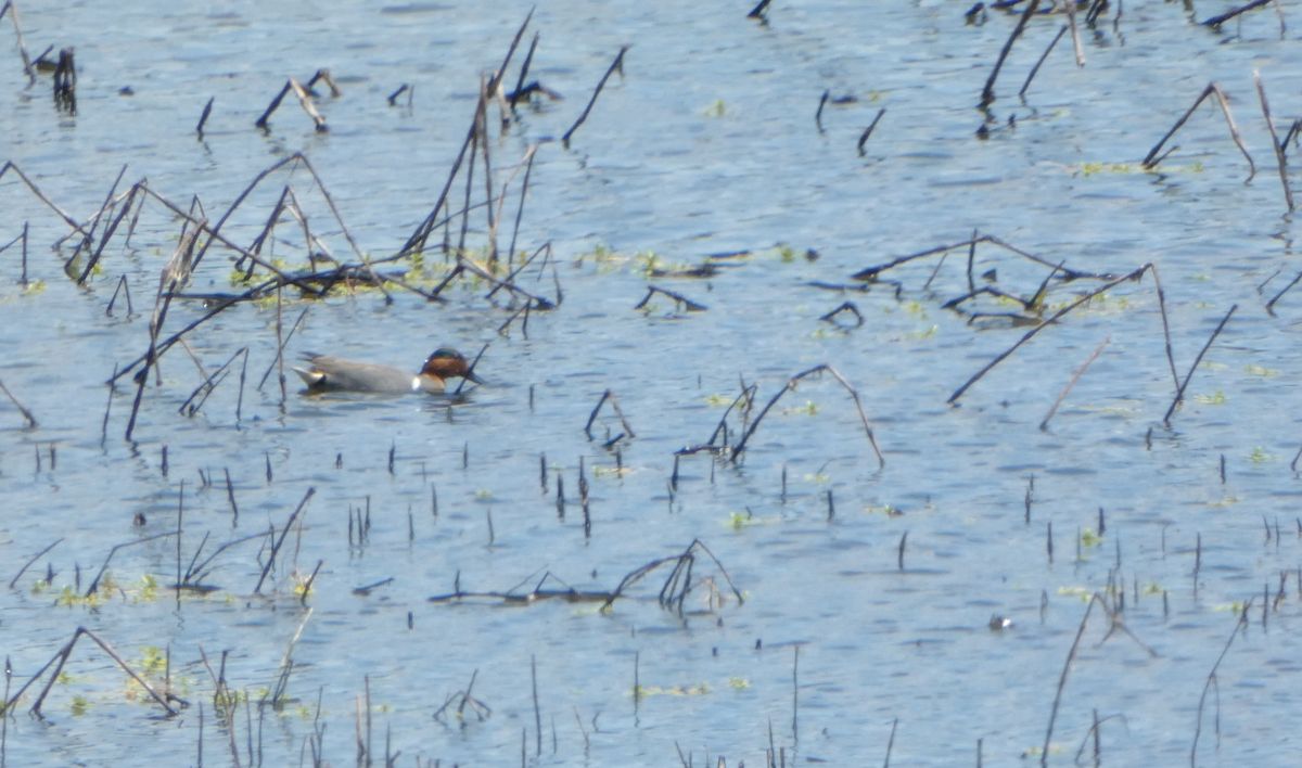 Green-winged Teal - ML618093714