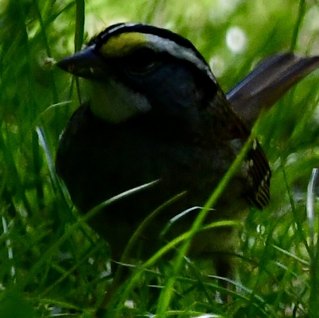 White-throated Sparrow - Ryan Rupp