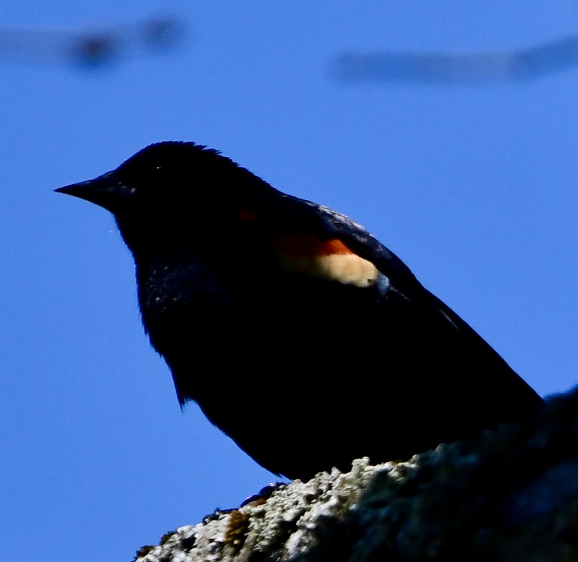 Red-winged Blackbird - Ryan Rupp