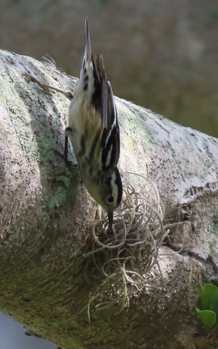 Black-and-white Warbler - ML618093835