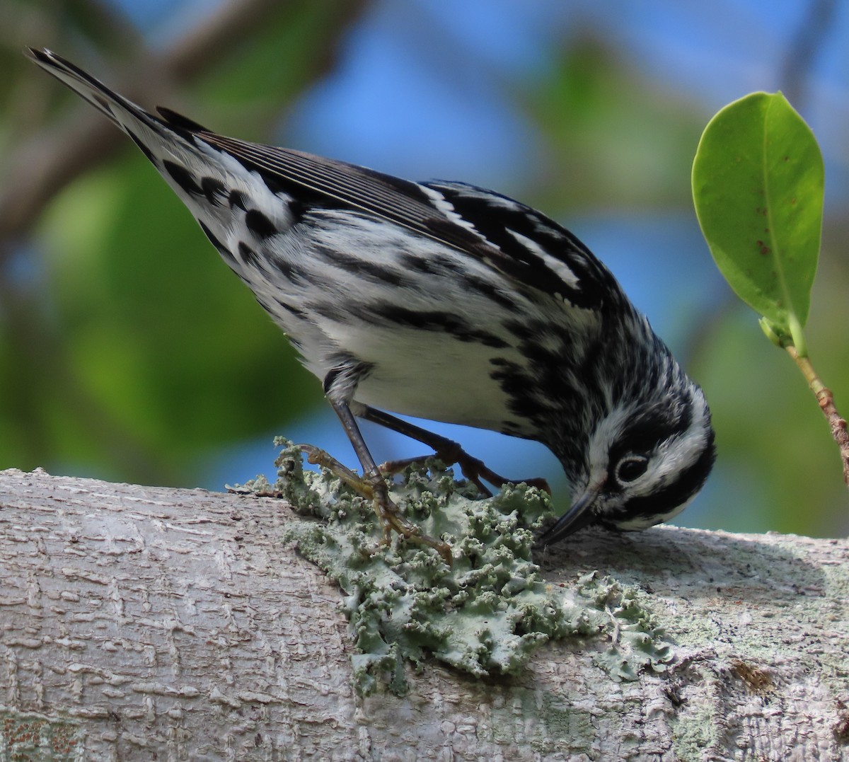Black-and-white Warbler - ML618093836