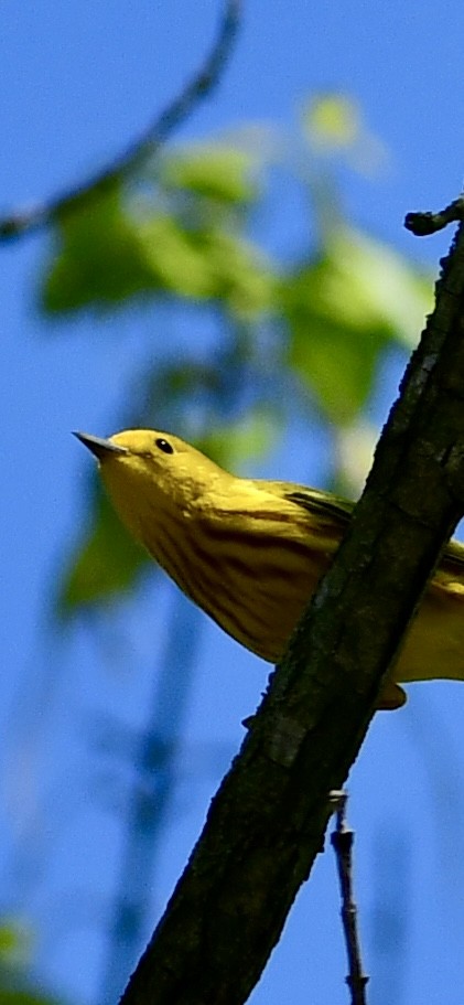 Yellow Warbler - Ryan Rupp