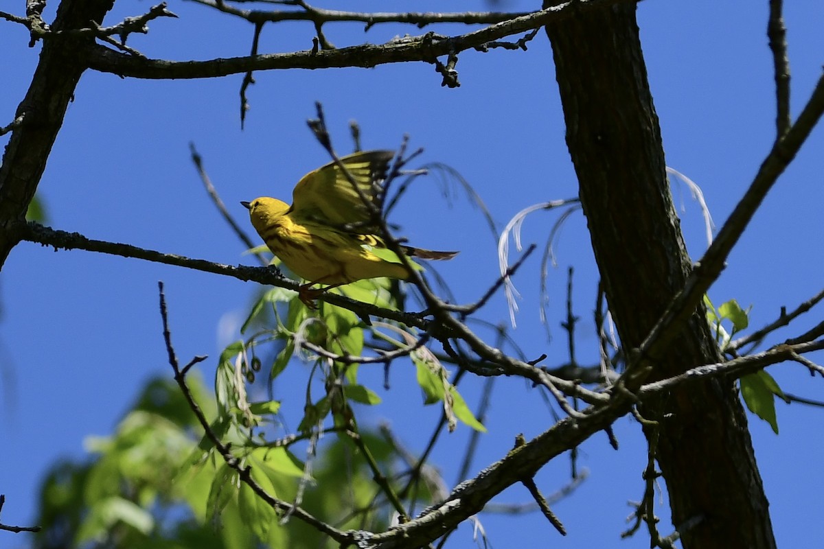 Yellow Warbler - ML618093846