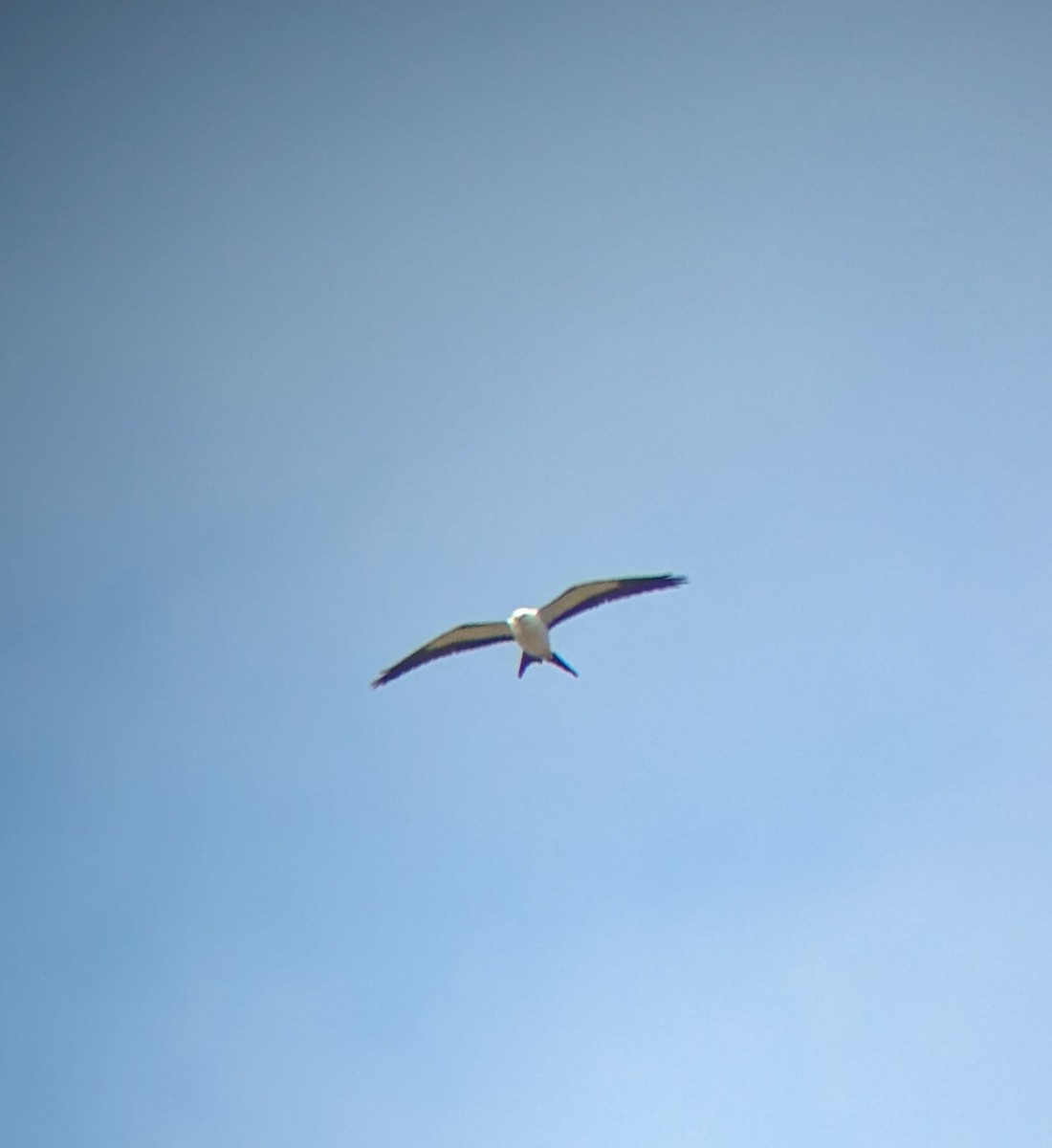 Swallow-tailed Kite - ML618093855