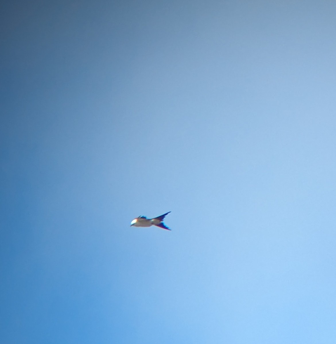 Swallow-tailed Kite - ML618093856