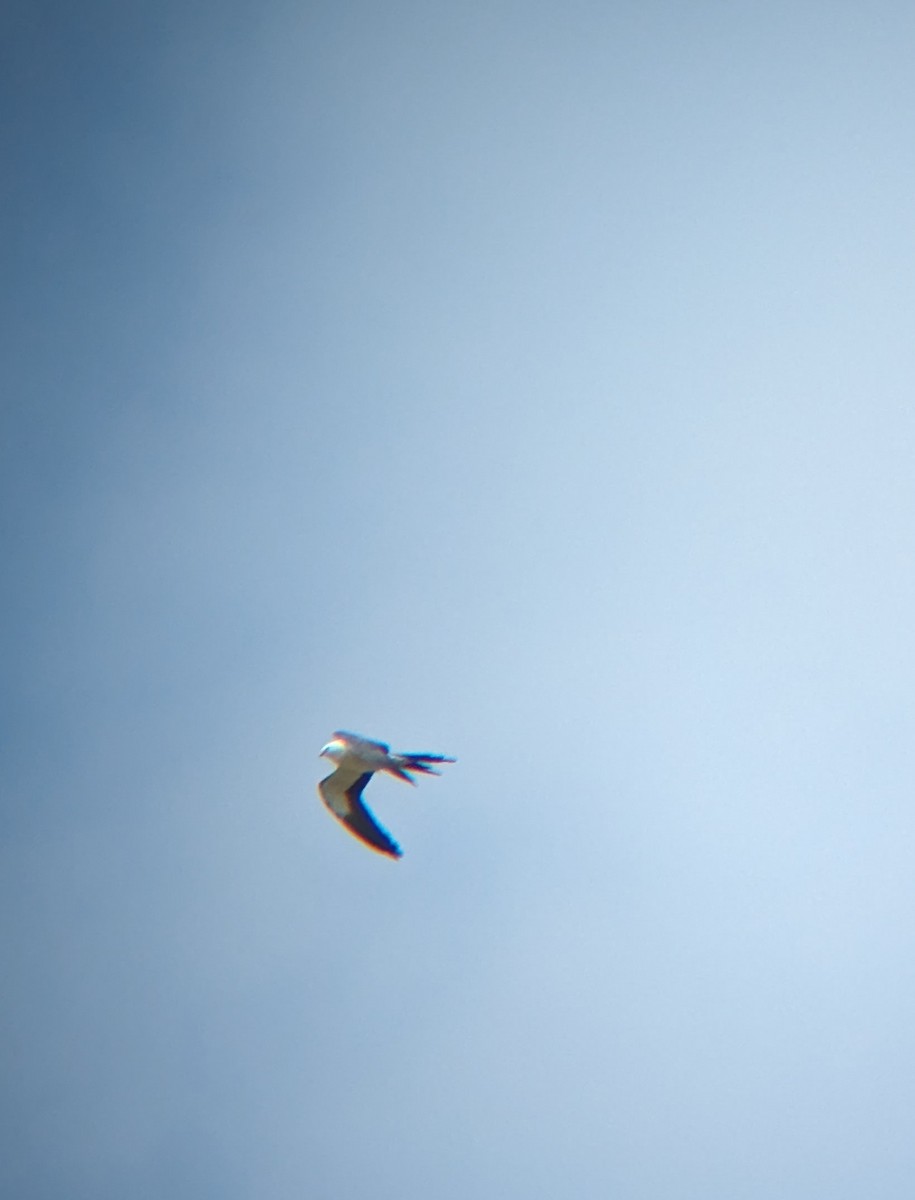 Swallow-tailed Kite - ML618093857