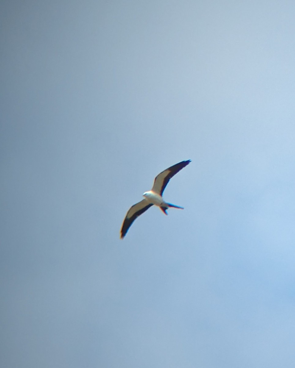 Swallow-tailed Kite - ML618093858