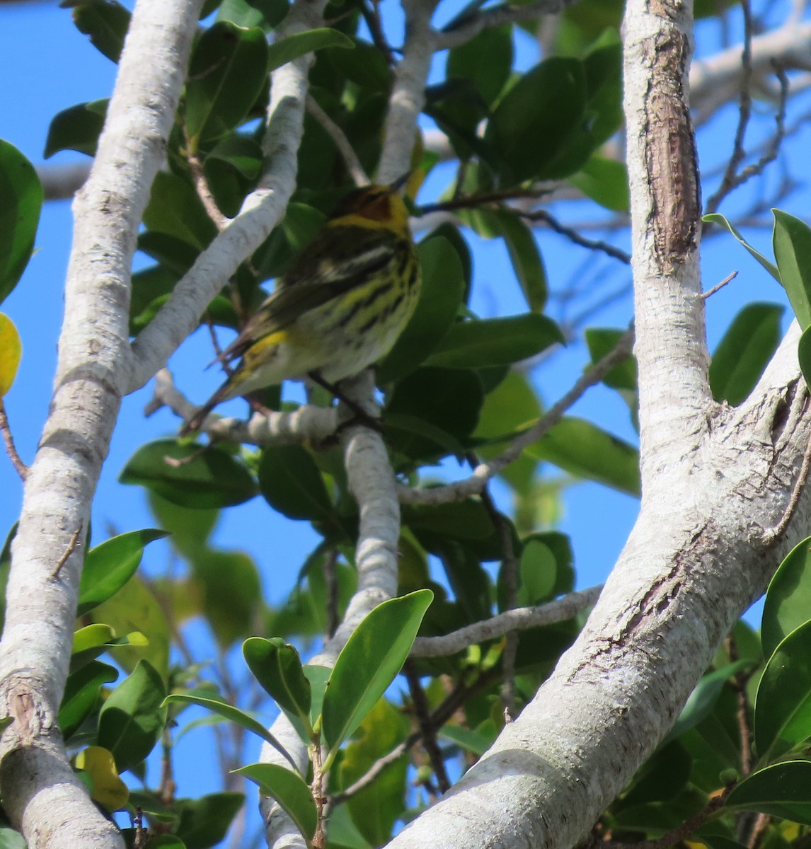 Cape May Warbler - ML618093860