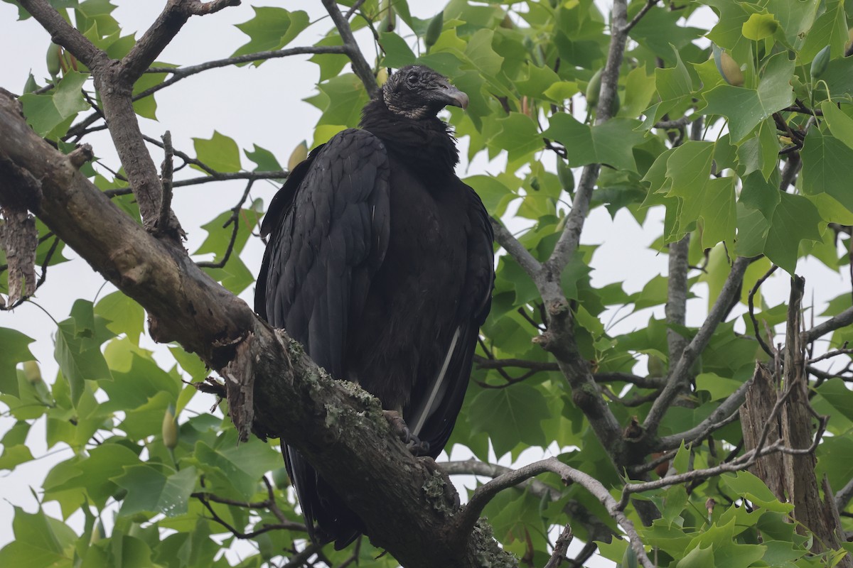 Black Vulture - ML618093887