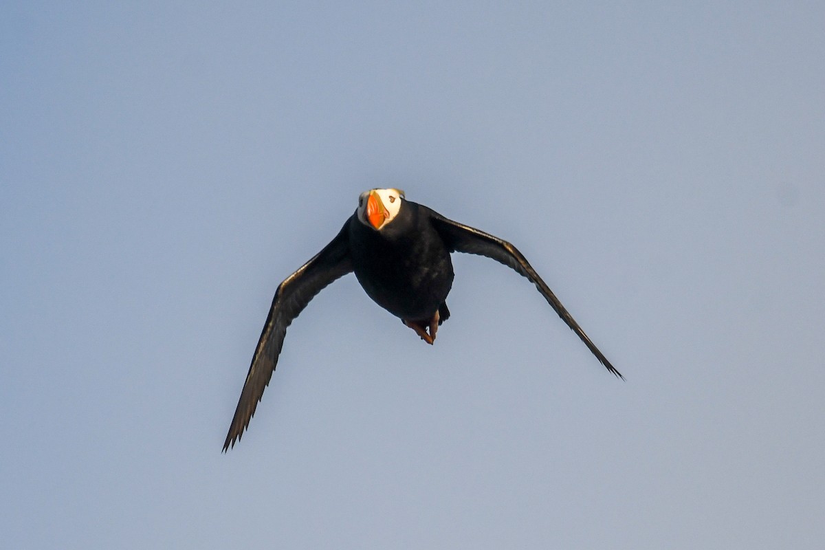Tufted Puffin - ML618093892