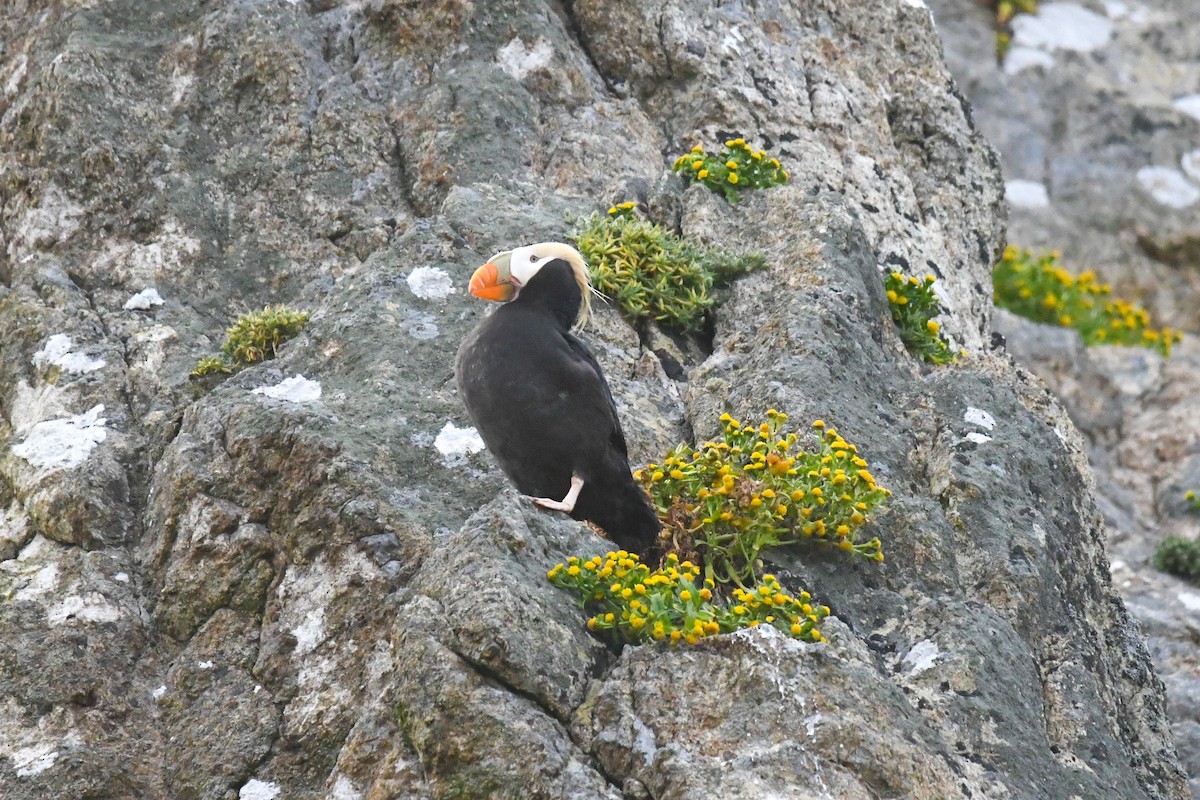 Tufted Puffin - ML618093893
