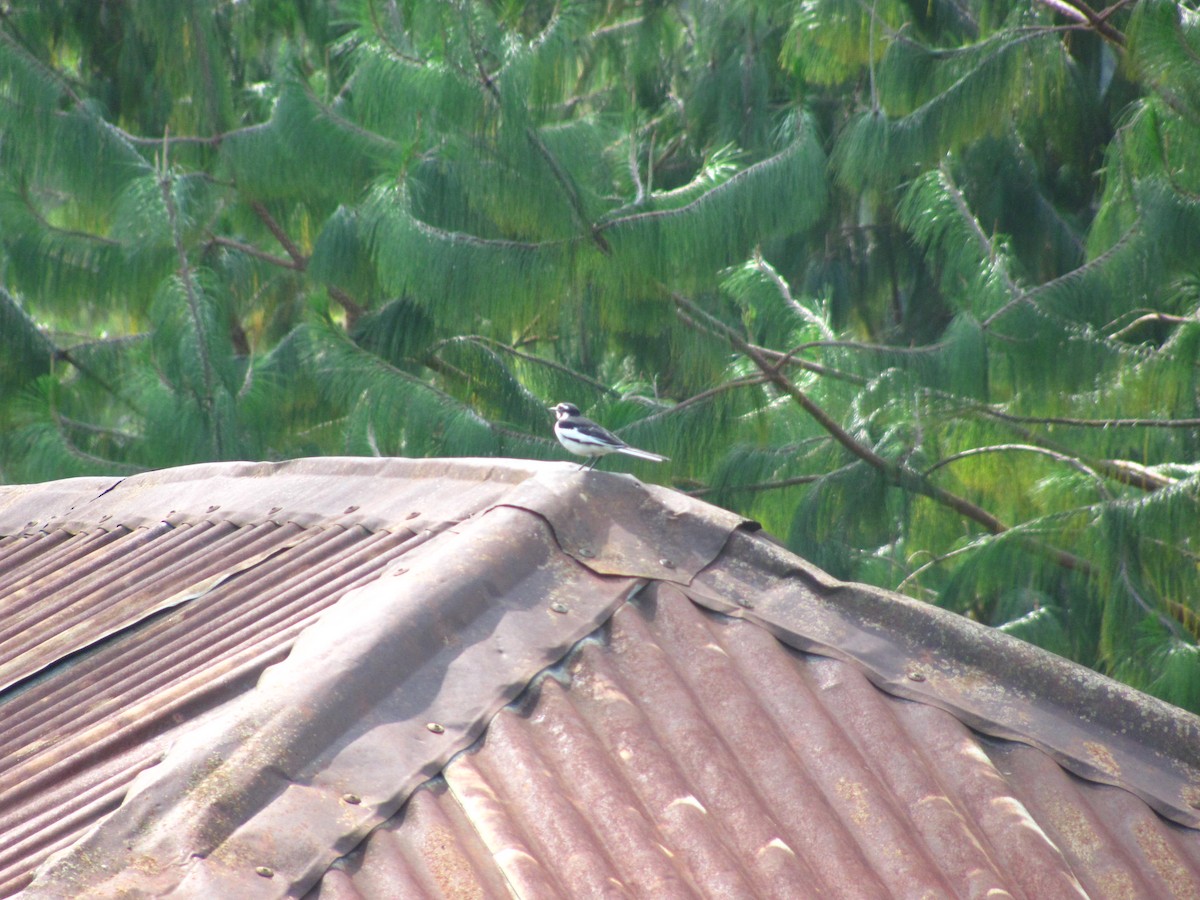 African Pied Wagtail - ML618093914
