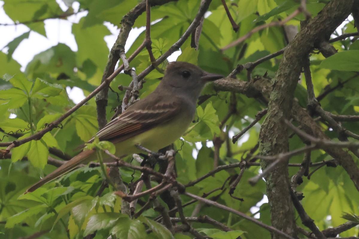 Great Crested Flycatcher - ML618093926