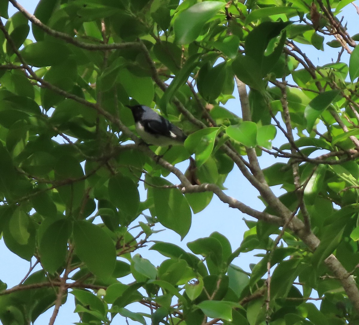 Black-throated Blue Warbler - ML618093947