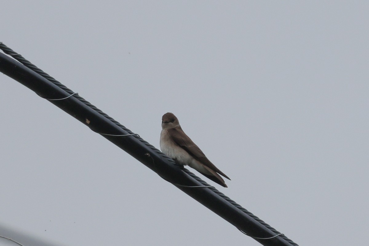 Northern Rough-winged Swallow - ML618093964