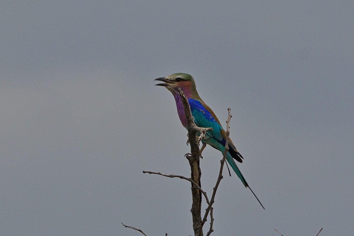 Lilac-breasted Roller - ML618093991