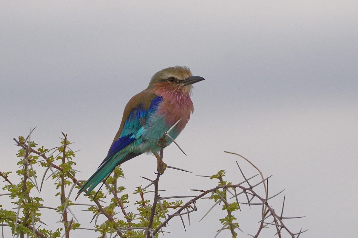 Lilac-breasted Roller - ML618093992