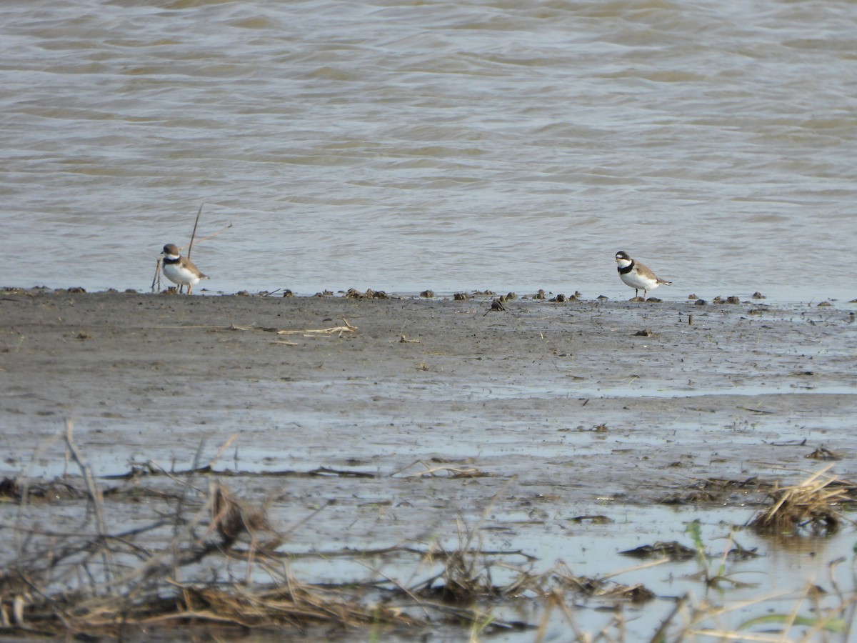Semipalmated Plover - ML618094016