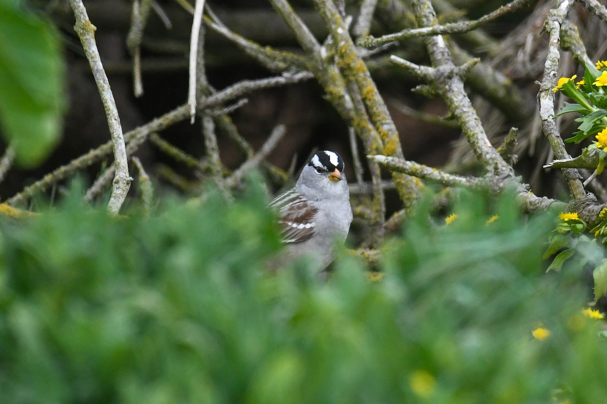 White-crowned Sparrow - Michael Pierson