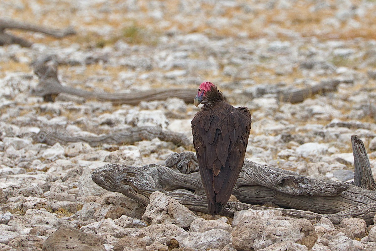 Lappet-faced Vulture - ML618094051