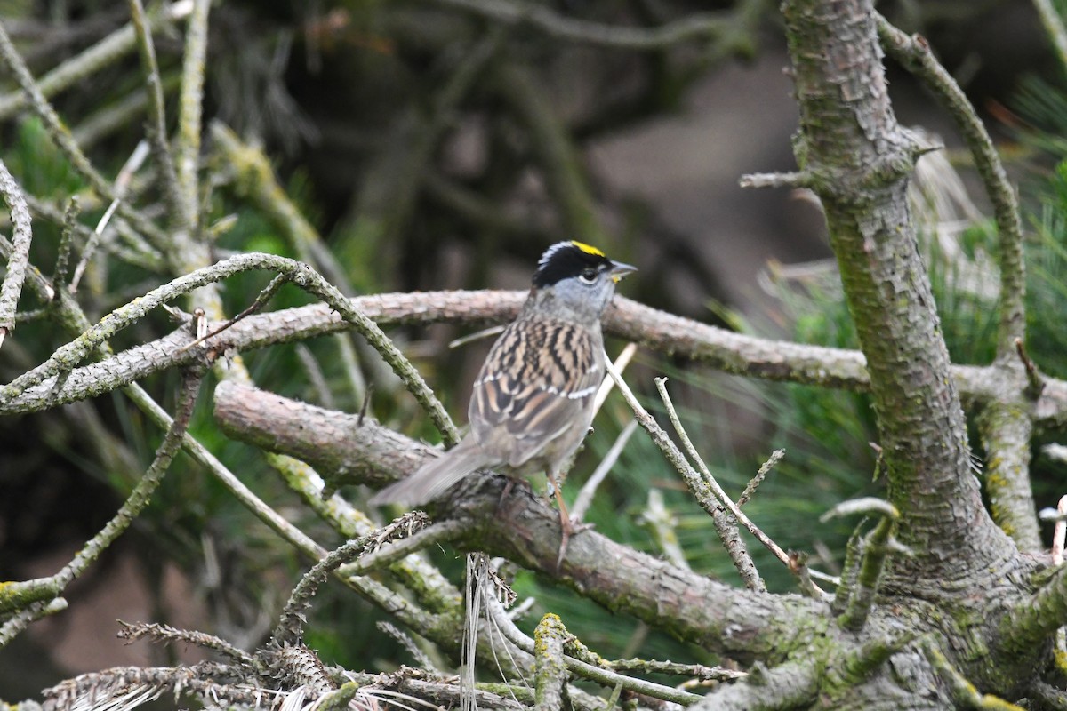 Golden-crowned Sparrow - Michael Pierson